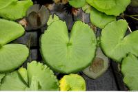 waterlily leaf 0001